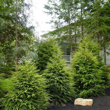 Native Hemlock Hedge