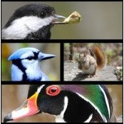 David Leblanc's photo