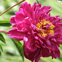Flowers - Artwork
