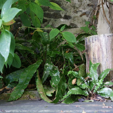 Jardin M&T - détail bois/pierre/fougère