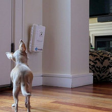 Petzilla  $169, video, talk and treat