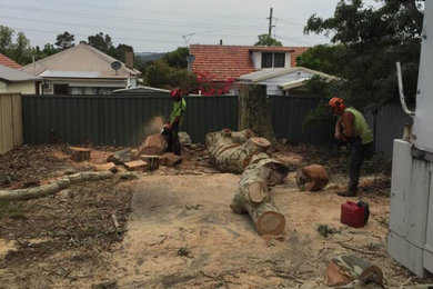 Tree removal Newcastle