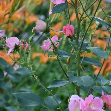 Our Townhouse Garden, 2018