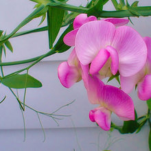 MY Garden