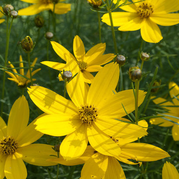 Great Plant Combinations