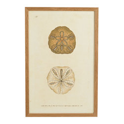 Shell Wall Art, Sand Dollar - Artwork