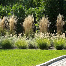 Driveway plants