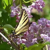 Connie Rogers's photo