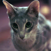 Елена Котлярs foto