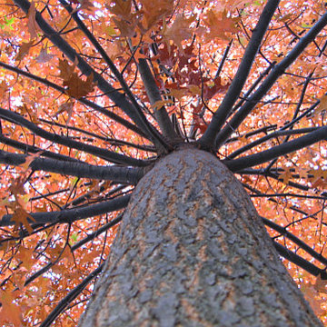 Mighty Oak