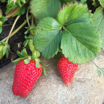 Edible Landscapes