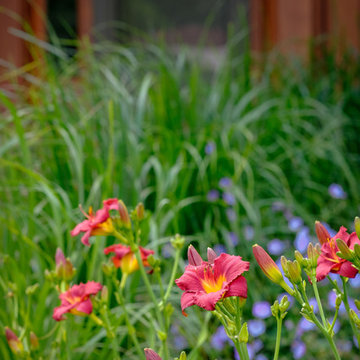 Traditional Saltbox Landscape Update - Brookfield