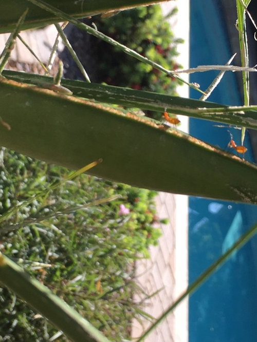 What are these little bugs on my pygmy palms?