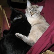 Gwyn Mincher's photo