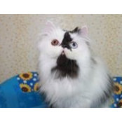 Светлана Ильина's photo
