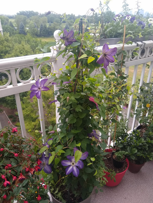 Group 3 Clematis not blooming much