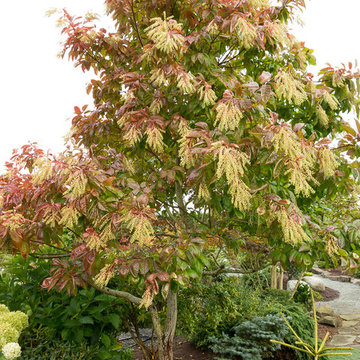 Great Design Plants