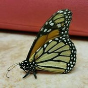 Michelle Tubbs's photo