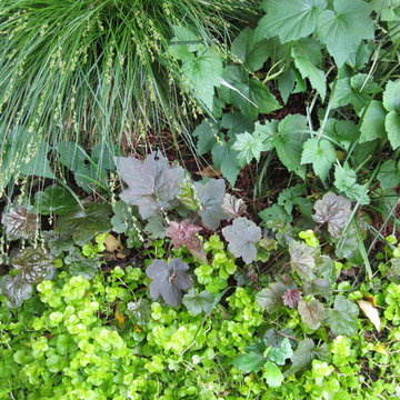 Garden Tapestry replaces mediocre lawn