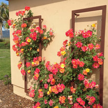 Backyard Wall Trellis