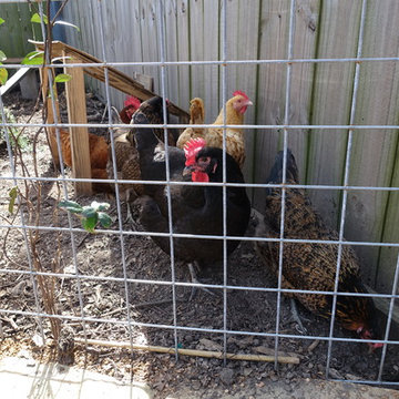 Urban Farm with Chickens