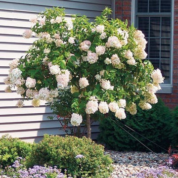 Summer Color and Foliage