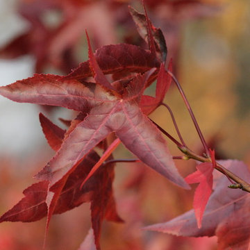Autumn, Seed Heads & The Winter Landscape