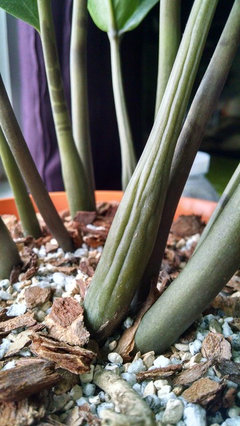 Zz plant with wrinkled stems? | Houzz Forum