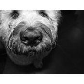 Chewy Glennon's photo