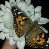 Rachel Born's photo