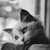 Neom Chetra's photo