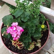 Wanda M. McCormack's photo