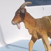 Totes Magoat's photo