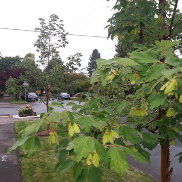 Mr. "Roger's" Street Trees & Rolls Royce Garden Beds