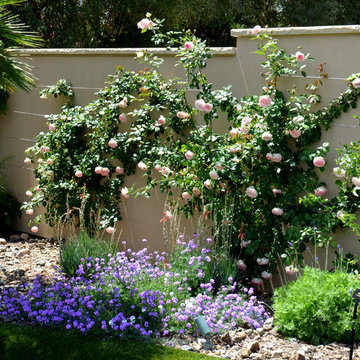 Southwestern Plants