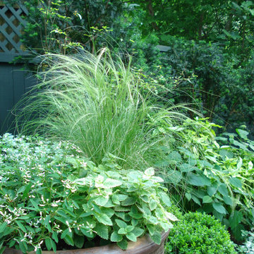 Marcia's Garden