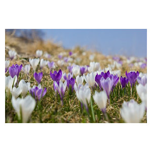 "Crocus" Photo Print, Aluminium, 40x30 cm