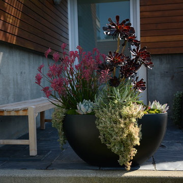 Contemporary Seaside Garden