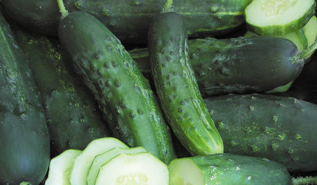 Summer Crops: How to Grow Cucumbers