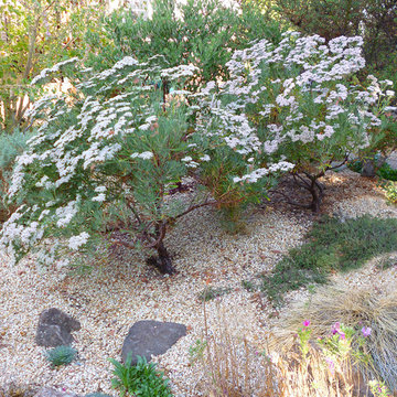 Great Design Plant: Eriogonum arborescens