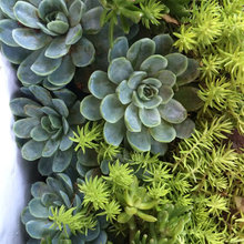 New front yard