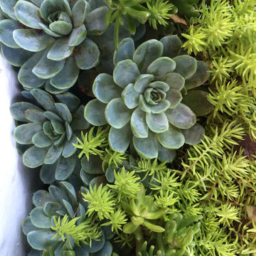 Plant Combinations - Northern California Gardens