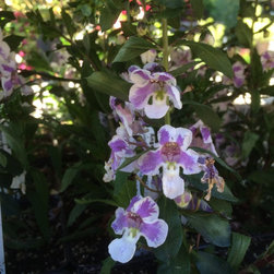 Flowers - Products