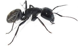Ant Pest Control Vancouver