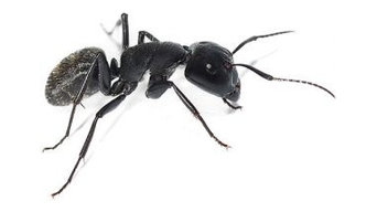 Ant Pest Control Vancouver