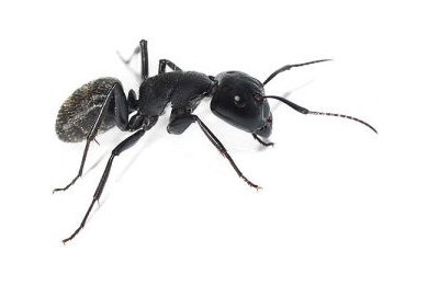 Ant Pest Control Vancouver
