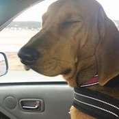 Misty Rose's photo