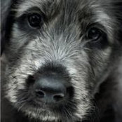 Photo de Tonny van Leest