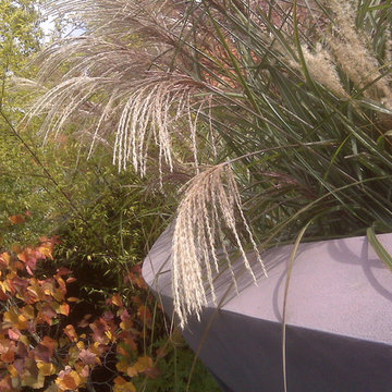 Modern Family Garden in Wimbledon