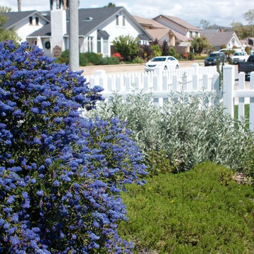 Ceanothus 'Concha', Baccharis 'Dodge Ely' and Salvia apiana